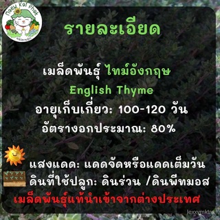 เมล็ดอวบอ้วน100%เมล็ดพันธุ์ ไทม์ อังกฤษ English Thyme Seed 500 เมล็ด เมล็ดพันธุ์แท้ นำเข้าจากต่างประเทศ ไธม์ ปลูกง่าย โต
