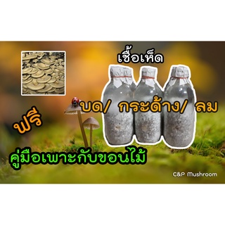 เชื้อเห็ดลม เห็ดบด เห็ดกระด้าง ชุด 10 ขวด ฟรีคู่มือเพาะเห็ดกับขอนไม้