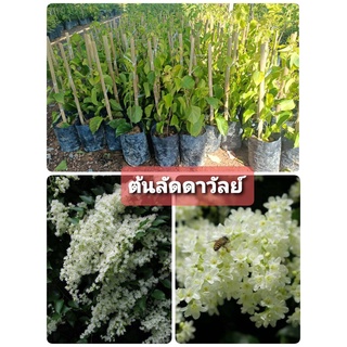 ต้นลัดดาวัลย์ ไม้เลื้อย ดอกสีขาว กลิ่นหอม ดอกดก 🌼👌