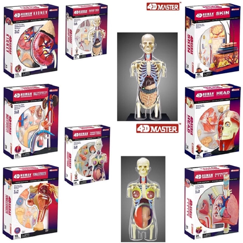 โมเดลหุ่นอนาโตมี่ 4D masterHuman Anatomy Trunk Internal Organs Assembly Model Educational Toys Medical Teaching Model8St