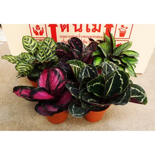 คาลาเทีย คล้า (Calathea, Ctenanthe) ขนาดกระถาง 5 นิ้ว Crimson Vittata Princess Roseopicta Angel etc