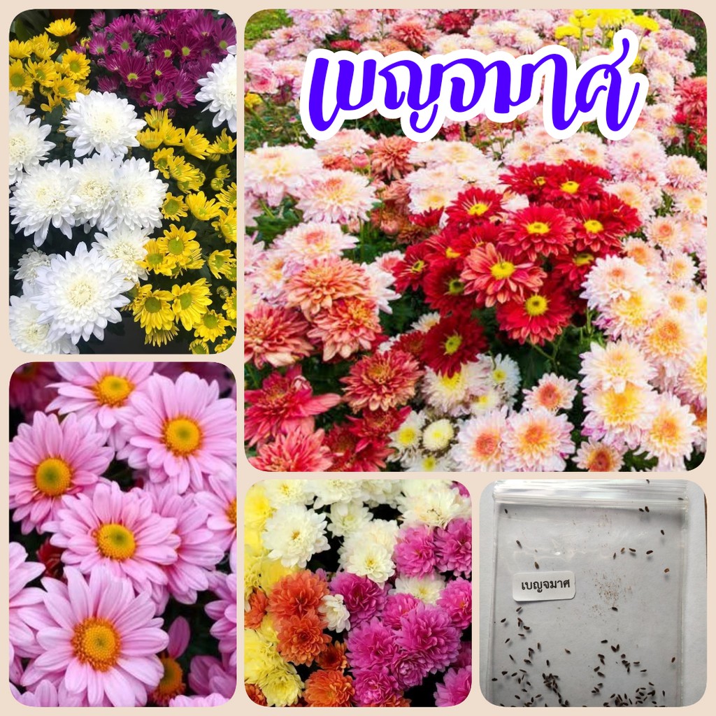 เมล็ดดอกเบญจมาศ 100 เมล็ด