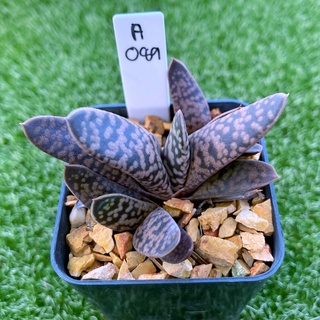 Haworthia Gasteria No.1 แกสทีเรีย เบอร์1 A089