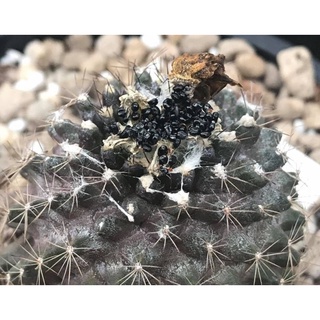 เมล็ด Copiapoa seed 30 s