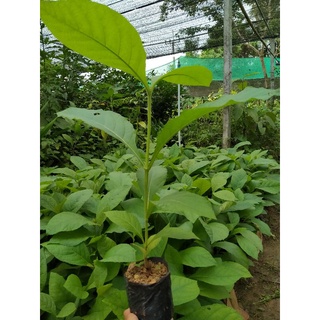 สักทอง 🌳ไม้ป่าไม้เศรษฐกิจ🌱
