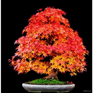 ถูก ใหม่ สายพันธุ์ขายส่ง 50 เมล็ด Japanese Red Maple ไม้ผลัดใบเมเปิ้ลเรดญี่ปุ่นและบอนไซเมเปิ้ลแดง ต้นเมเปิ้ลต้นไม้ประ MS