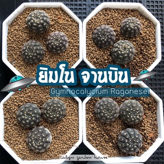 🛸🪐 ยิมโนจานบิน ไม้ยกพอต 3 ต้น ต่อกระถาง กระถาง 3 นิ้ว Gymnocalycium Ragonesei 🛸🪐