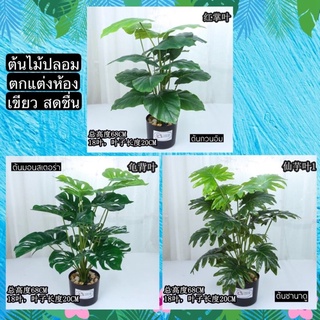 TS061J010 TROPACL ต้นไม้ปลอม ต้นไม้ประดับ ต้นไม้แต่งห้อง แถมกระถางดำ ARTIFICIAL PLANT ต้นซานาดู ต้นกวนอิม ต้นมอนสเตอร่า