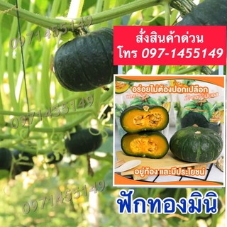เมล็ดพันธุ์ฟักทองมินิบอล ลูกเล็กกำลังนิยมทานทั้งเปลือกได้เมล็ดแท้ 12-15เมล็ด