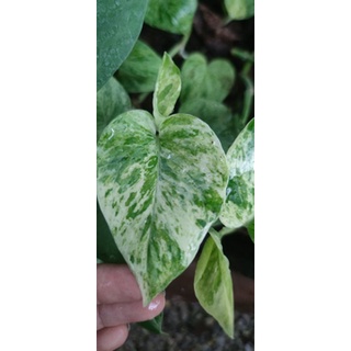 พลูหินอ่อน/พลูราชินีหินอ่อน  Marble Queen (Epipremnum aureum)