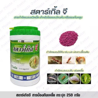 250กรัม สตาร์เกิลจี (Starkle G) แบบขวดสตาเกิลจี สตาร์เกิล จี สตาเกิล จี สารกำจัดแมลงชนิดดูดซึมเข้าทางระบบราก (แบบขวด)