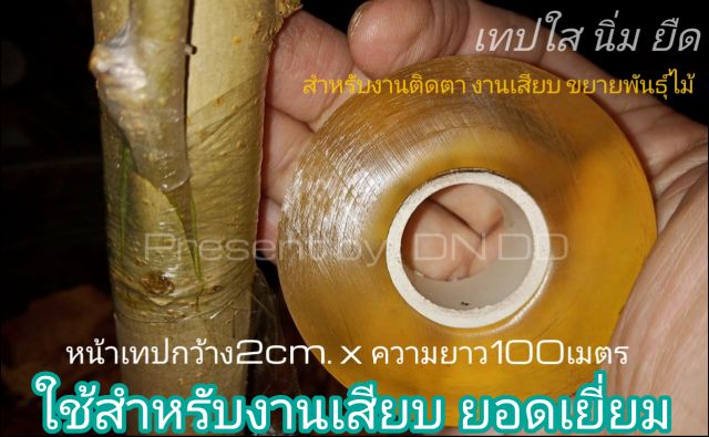 เทปติดตาเสียบยอด เทปพันกิ่งไม้ ความยาว100และ120เมตร สุดคุ้มหน้าเทปกว้าง2cm.