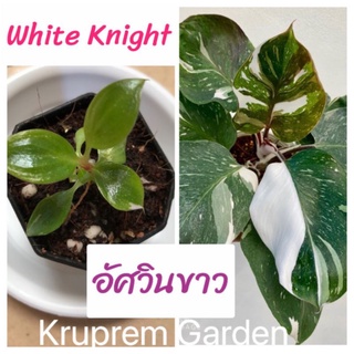 [ส่งฟรี] white knight อัศวินขาว philodendron