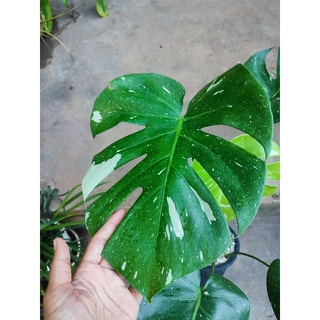 มอนสเตอร่าไทคอนmonstera/Thaiconstellation