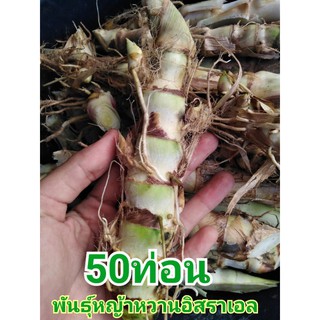 พันธุ์หญ้าหวานอิสราเอล/หญ้าเลี้ยงสัตว์50ท่อน45บาท