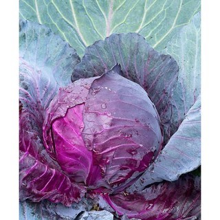 เมล็ดพันธุ์ กะหล่ำปลี สีม่วง (Mammoth Red Rock Cabbage Seed) บรรจุ 50 เมล็ด คุณภาพดี ราคาถูก ของแท้ 100%