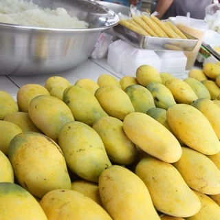 ต้นมะม่วงอกร่อง 65-100 ซม. เป็นมะม่วงพันธุ์โบราณมีกลิ่นหอมเฉพาะ กินกับข้าวเหนียวมะม่วงอร่อยสุด