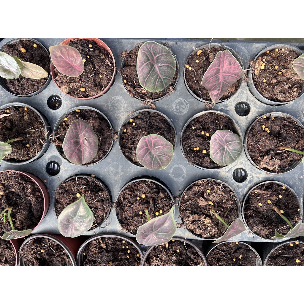 มุมมอง 2