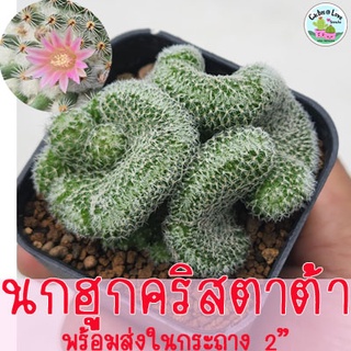 นกฮูกคริส Mammillaria Microthele Cristata ไม้สะสม แคคตัส กระบองเพชร