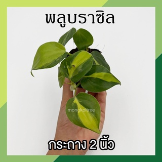 พลูบราซิล กระถาง 2 นิ้ว (7-8 ใบ) Philodendron Brasil พลูเรือนแก้ว พลูหัวใจด่าง ต้นไม้ตระกูลพลู ต้นไม้ฟอกอากาศ ไม้ร่มรำไร