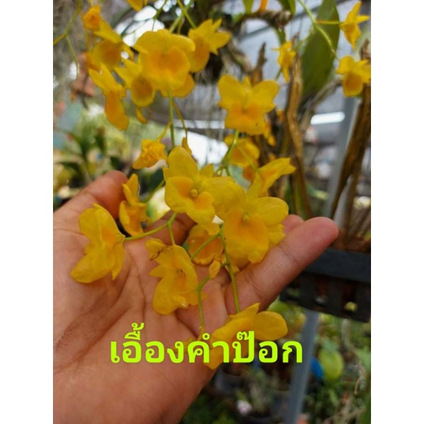 ‼️แท้ เอื้องคำป๊อก ออกหน้าร้อน กล้วยไม้ดอกดก – โปรปัง