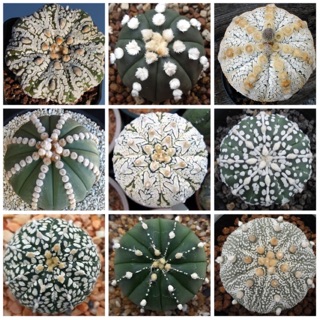 เมล็ดพันธุ์ กระบองเพชร🌵 “Astrophytum” (แอสโตรไฟตัม)