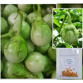 เมล็ดพันธุ์ มะเขือเปราะ 100 เมล็ด [ 10แถม2 ]คละได้