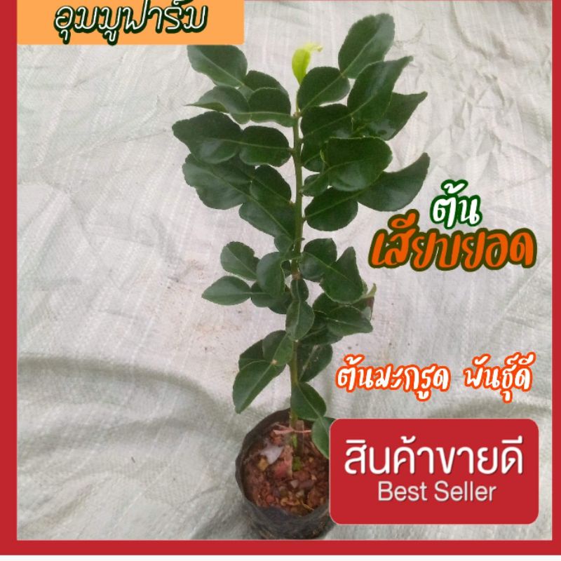 ต้นมะกรูด เสียบยอด ต้นเสียบยอดแข็งแรง ต้นมีรากแก้ว ทำให้ต้นแข็งแรง โตเร็ว ต้นละ 69บาท