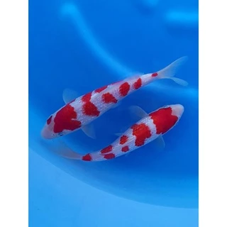 ZenKoi Red กระสอบ 20 Kg.สูตรเร่งสี เร่งโต เสริมภูมิคุ้มกัน สวยครบจบในถุงเดียว สำหรับปลาคาร์ฟปลาทอง ปลาสวยงาม