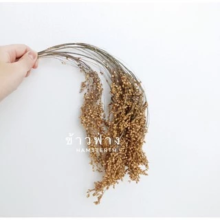 [Hamsterthailand]Flaxseed เฟล็ก มิลเล็ตสเปรย์ ข้าวฟ่าง ธัญพืช แทะคลายเครียด ขนมแฮมสเตอร์ อาหารนก
