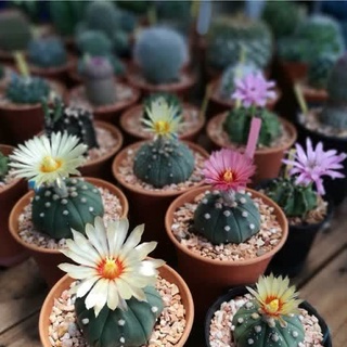 30 เมล็ด แอสโตรไฟตัม (Astrophytum) เมล็ดกระบองเพชร แคคตัส