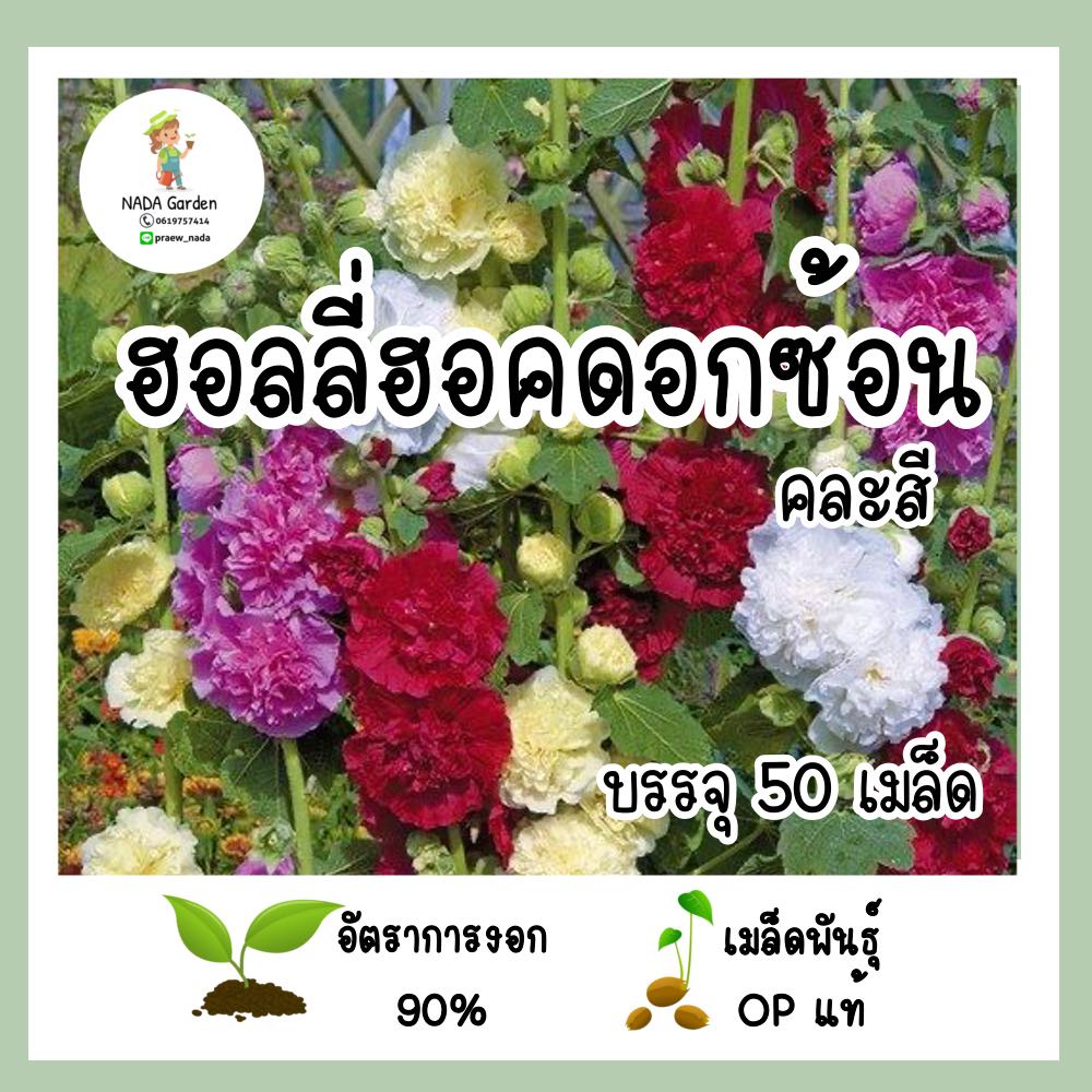 เมล็ดพันธุ์ ฮอลลี่ฮอคดอกซ้อน คละสี 50 เมล็ด เมล็ดพันธุ์OPแท้ อัตราการงอกสูง