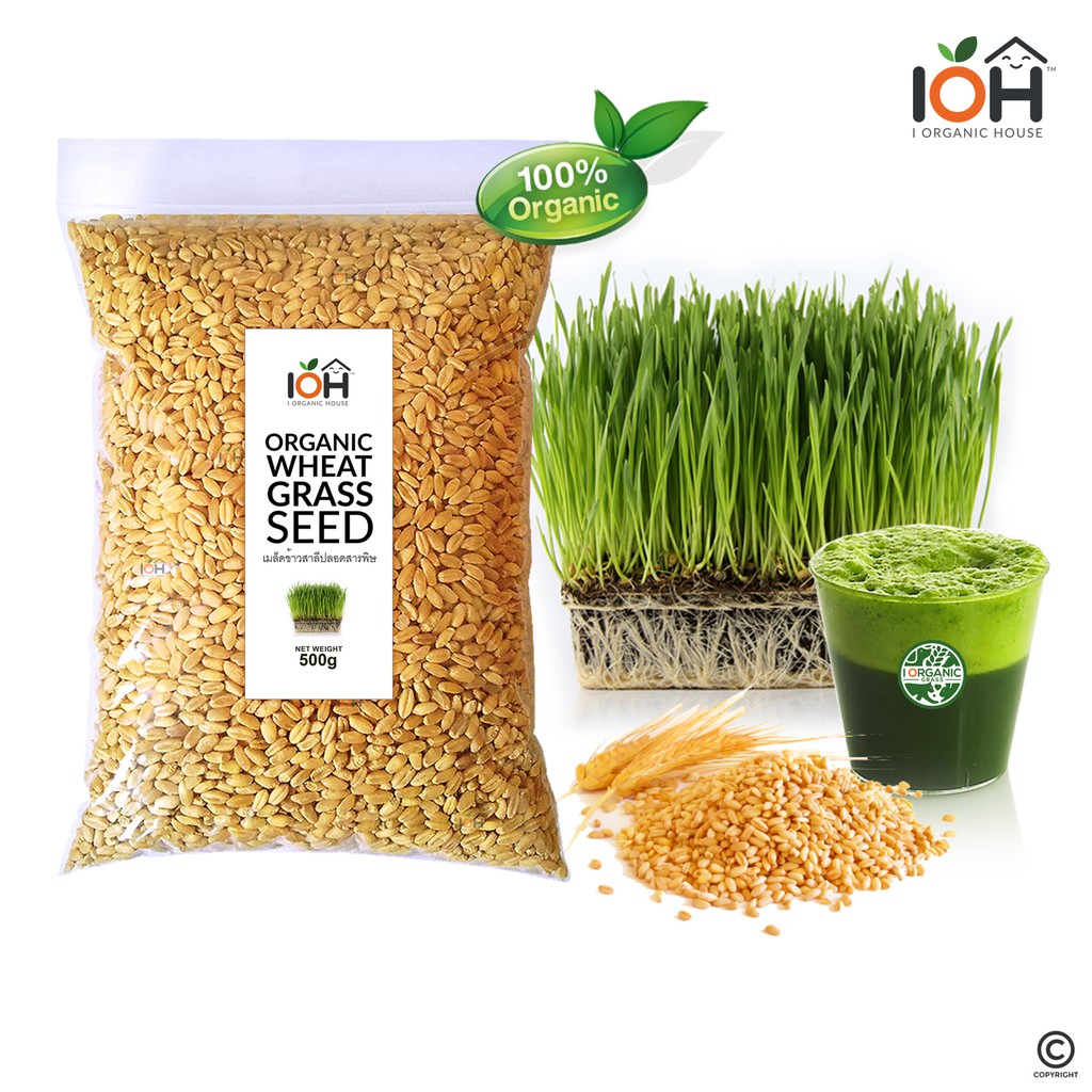 IOH เมล็ดข้าวสาลี (Organic Wheatgrass) ปลอดสารพิษ100% คัดเกรด A สำหรับปลูกเป็นต้นอ่อน