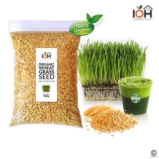 IOH เมล็ดข้าวสาลี (Organic Wheatgrass) ปลอดสารพิษ100% คัดเกรด A สำหรับปลูกเป็นต้นอ่อน (พร้อมส่งจากไทย)