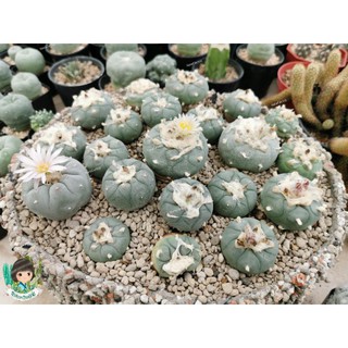 โลโฟ lophophora​ ไม้เมล็ด​🌵🌵🌵