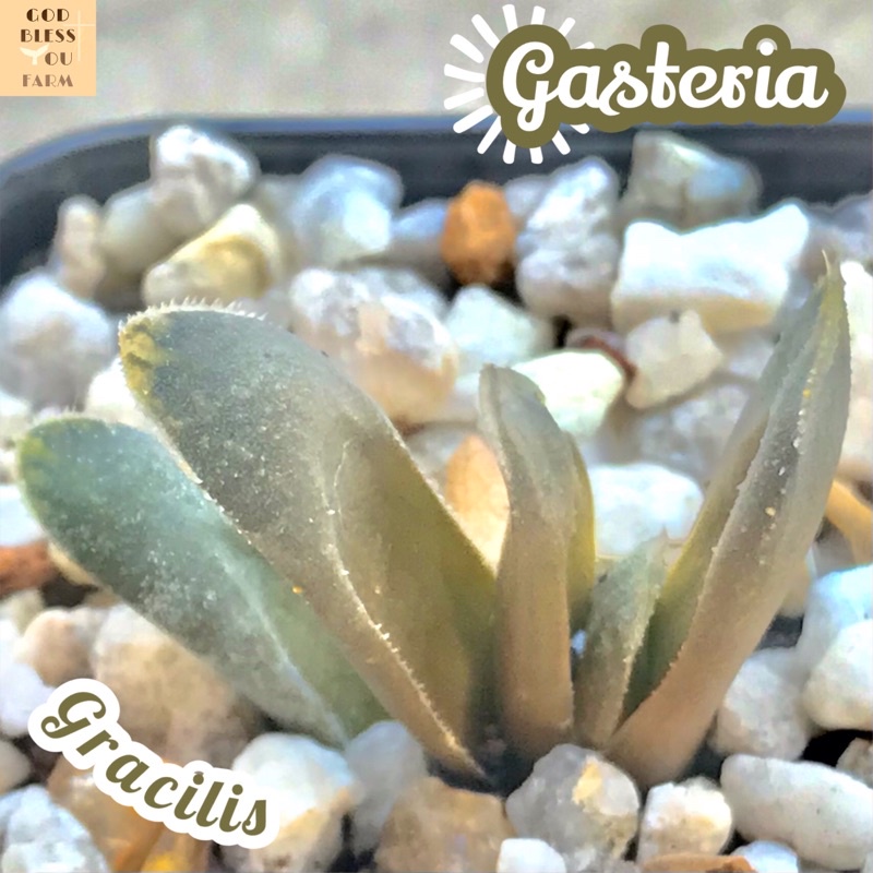 [แกสทีเรียกลาซิลิส] Gasteria Gracilis ส่งพร้อมกระถาง แคคตัส Cactus Succulent Haworthia Euphorbia ไม้หายาก พืชอวบน้ำ