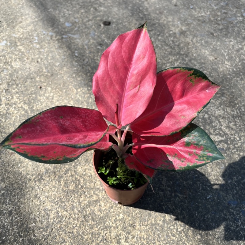 ชื่อสินค้า: ช้างแดง อโกลนีมา ส่งพร้อมกระถาง 4 นิ้ว – Red Aglaonema