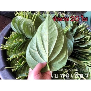ใบพลูเขียว พลูกินหมาก ใบพลูไหว้ ใบพลูสวนแปดริ้ว ราคา1 เรียง(20ใบ) / betel leaves with betel nut 20pcs.