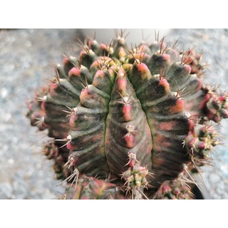 K3​ Gymnocalycium​ หน่อเด็ดสด​ 1​ หน่อ​ ยิมโนด่างโคลน​ K3​ กระบองเพชร​ ​แ​คค​ตัส​  ไม้​อวบ​น้​้ำ