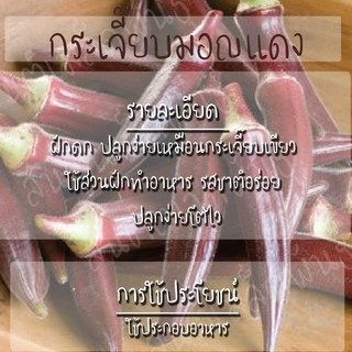 เมล็ดพันธุ์ กระเจี๊ยบมอญ สีแดง 30 เมล็ด Red Burgundy Okra Seed เมล็ดพันธุ์แท้ นำเข้าจากต่างประเทศ ปลูกผัก สวนครัว ถูกดี