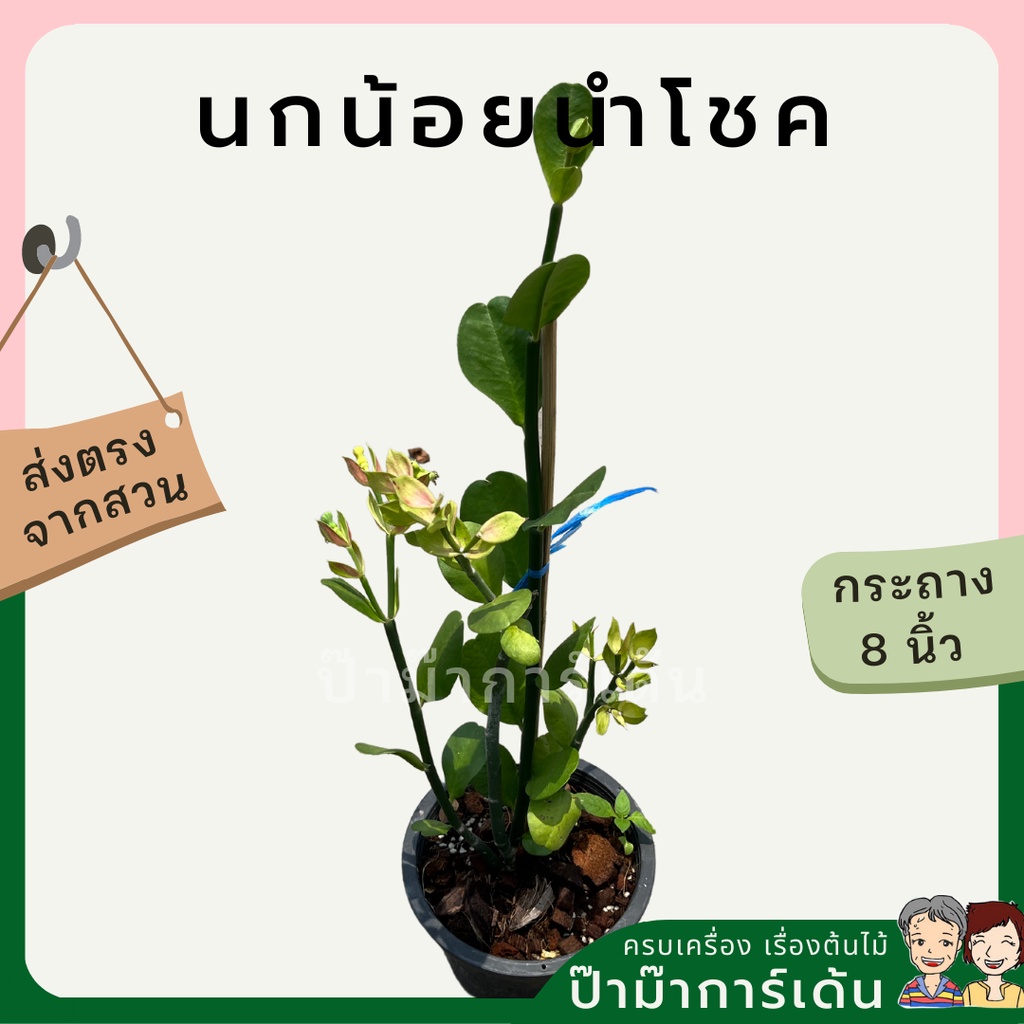 มุมมอง 4