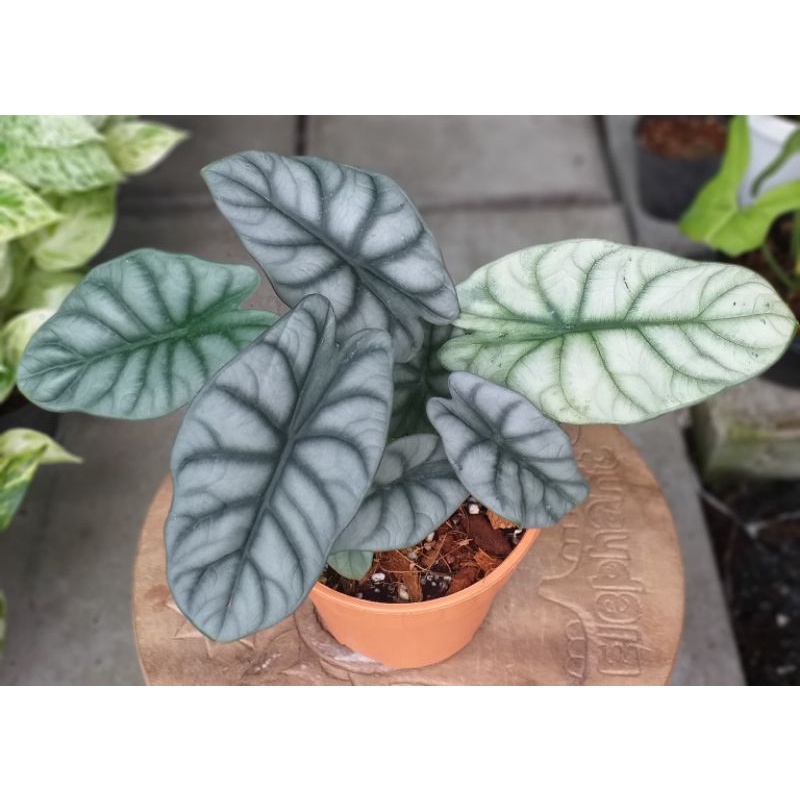 ต้นอะโลคาเซียซิลเวอร์ดราก้อน Alocasia Silver Dragon