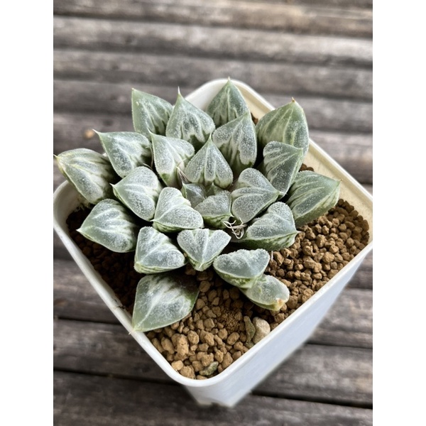 ไม้อวบน้ำ Haworthia 'Love heart' เลิฟฮาร์ท ฮาโวเทียรูปหัวใจ ลักษณะใบหัวใจสมชื่อ #แคคตัส #กระบองเพชร #ไม้อวบน้ำ #ฮาโวเทีย