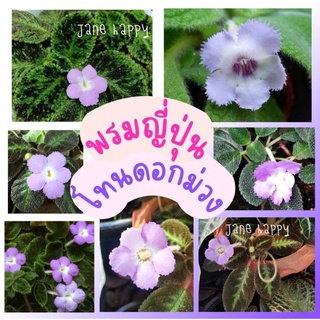 💜พรมญี่ปุ่น กลุ่มดอกโทนสีม่วง 💜💜 พรมใบกำมะหยี่ กระถาง 3" (ราคาต่อ 1 ต้น)