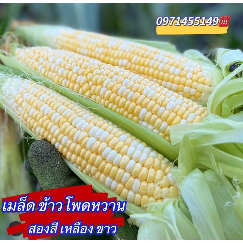 เมล็ดพันธุ์ ข้าวโพดหวาน สองสี บรรจุ80-100เมล็ด