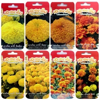 เมล็ดดอกดาวเรือง (Marigold) เมล็ดพันธุ์ดาวเรือง
