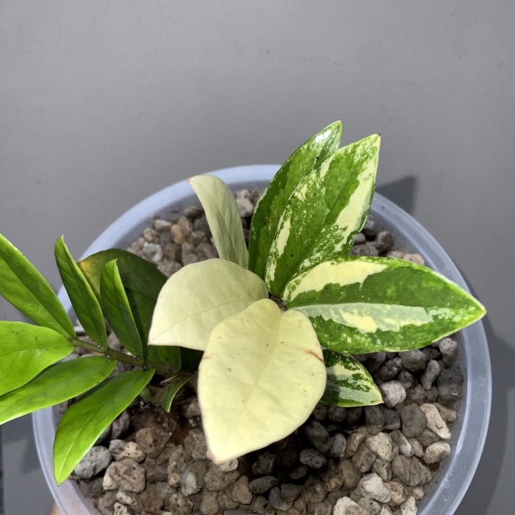 zamioculcas zamifolia กวักมรกตด่าง งานด่าง 3”สี 🌿ไม้กอ 🌿 รากเดินดีลำต้นแข็งแรง 💕พิจารณาตามรูป❤️