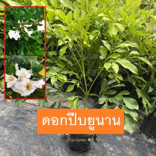 ต้นดอกปีบ ยูนาน (Indian cork tree) (กิ่งตอน) ไม้ประดับ ดอกสวย มีกลิ่นหอม (ส่งใหม่ฟรีหากสินค้าเสียหาย)