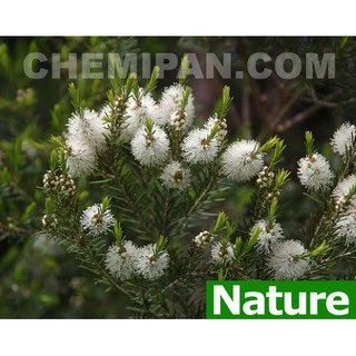 AB2003-A[CHEMIPAN] น้ำมันหอมระเหย ทีทรี (ต้นชา) (Tea Tree Es. Oil) (Aus)