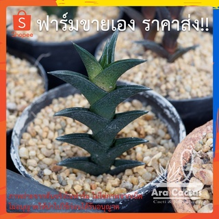 สวนขายเอง! ฮาโวเทีย ม้าสามเหลี่ยม H. nigra ไซส์กระถาง 3 นิ้ว ต้นไม้ประดับ ไม้อวบน้ำ แคคตัส กระบองเพชร ไม้ฟอกอากาศ